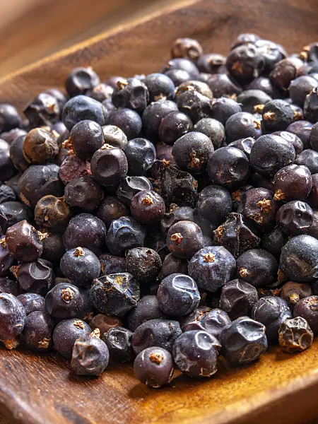 436004 - Common juniper (Juniperus communis)