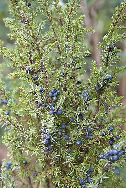490085 - Common juniper (Juniperus communis)