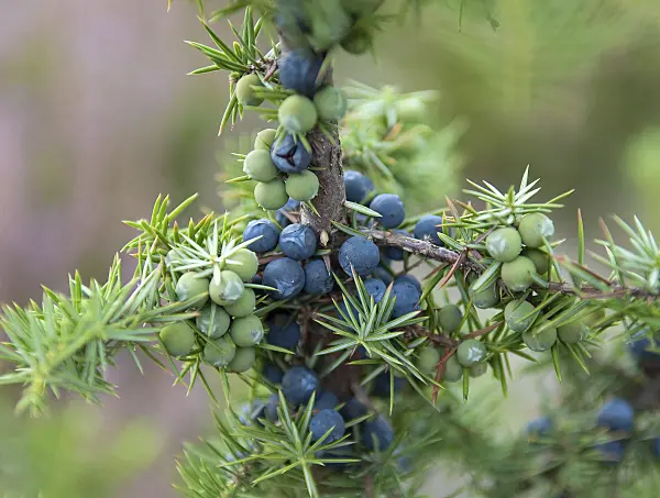 526109 - Common juniper (Juniperus communis)