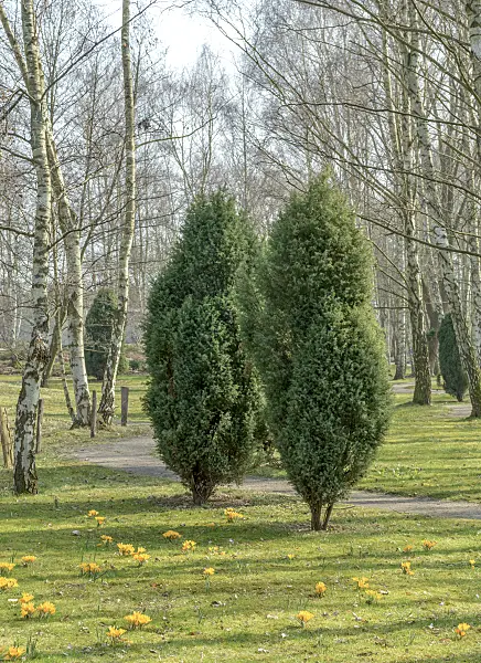 558123 - Common juniper (Juniperus communis)