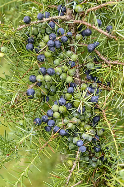 593109 - Common juniper (Juniperus communis)