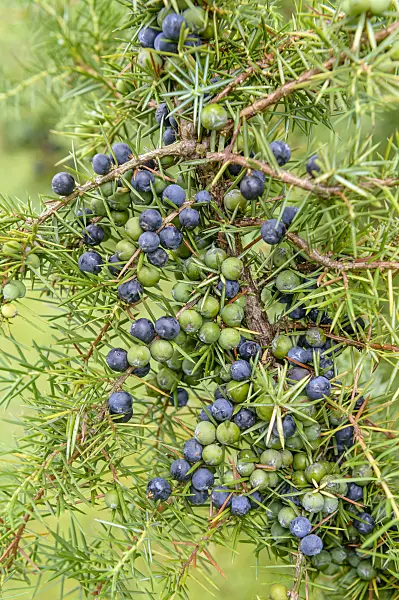 593110 - Common juniper (Juniperus communis)