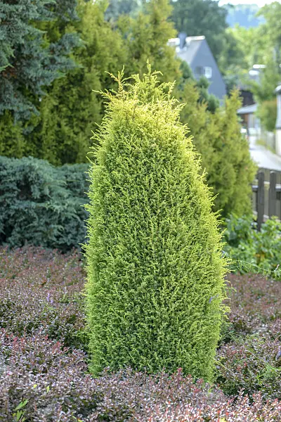 575128 - Common juniper (Juniperus communis 'Gold Cone')