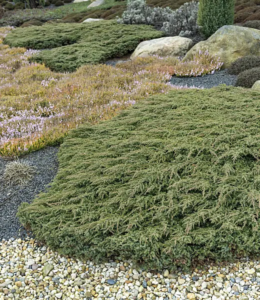 651355 - Common juniper (Juniperus communis 'Green Carpet')