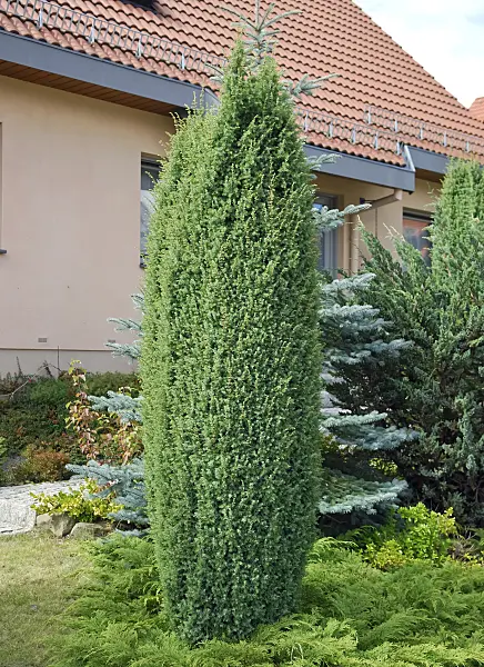 471404 - Common juniper (Juniperus communis 'Hibernica')