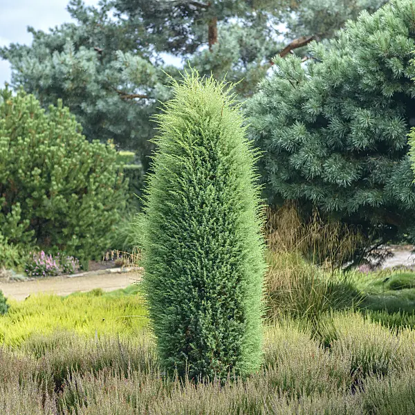 575129 - Common juniper (Juniperus communis 'Hibernica')