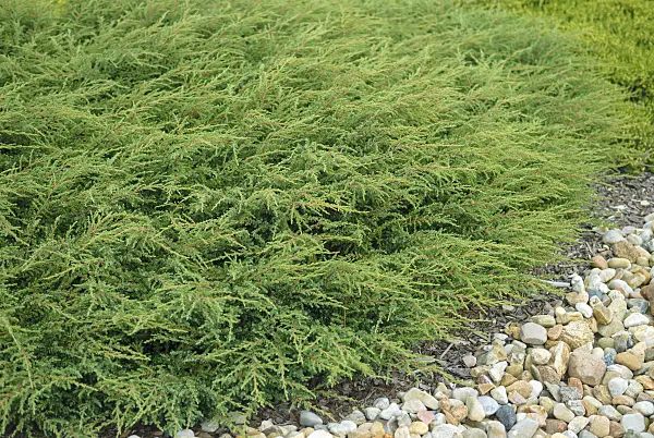 526108 - Common juniper (Juniperus communis 'Repanda')