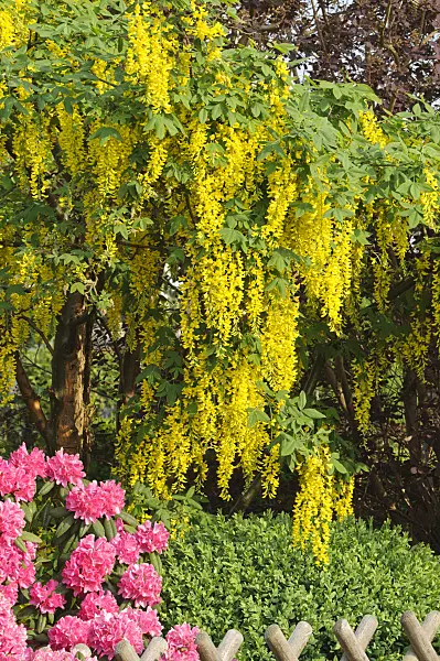 472024 - Common laburnum (Laburnum anagyroides)