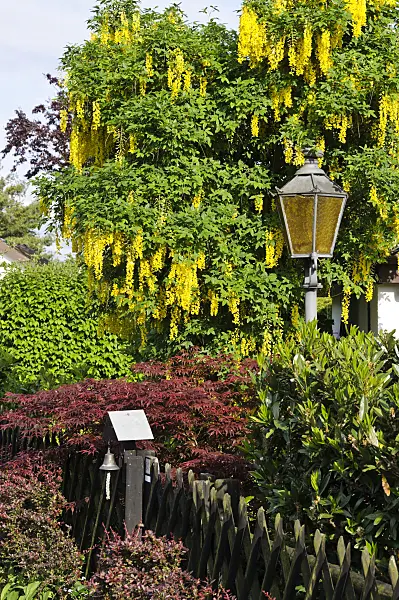 484350 - Common laburnum (Laburnum anagyroides)
