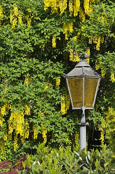 484351 - Common laburnum (Laburnum anagyroides)