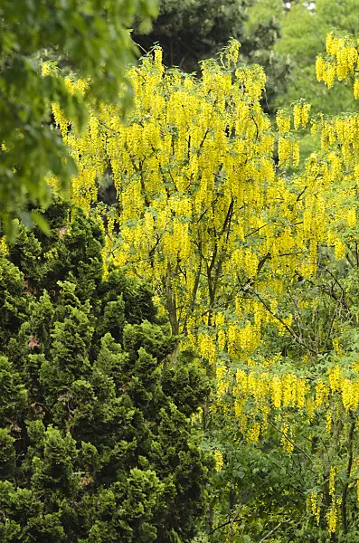 496077 - Common laburnum (Laburnum anagyroides)