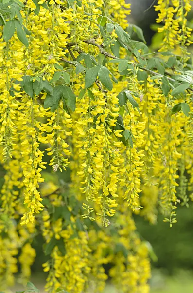 496078 - Common laburnum (Laburnum anagyroides)
