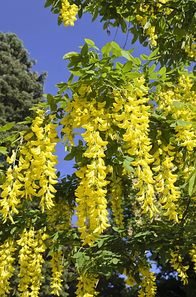 520259 - Common laburnum (Laburnum anagyroides)