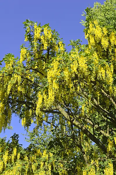 520262 - Common laburnum (Laburnum anagyroides)