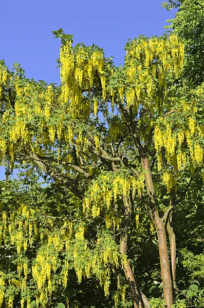 520263 - Common laburnum (Laburnum anagyroides)