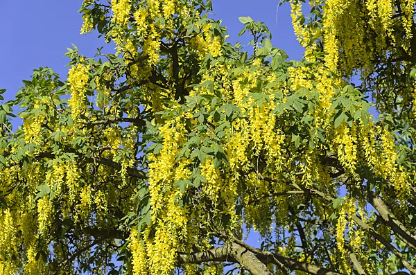 520264 - Common laburnum (Laburnum anagyroides)