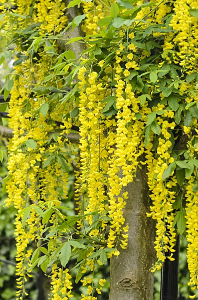 533249 - Common laburnum (Laburnum anagyroides)