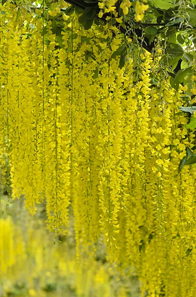 533251 - Common laburnum (Laburnum anagyroides)
