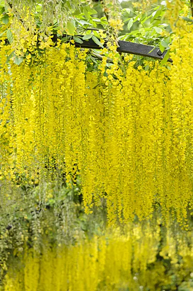 533253 - Common laburnum (Laburnum anagyroides)