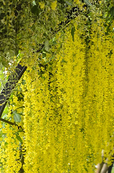 533254 - Common laburnum (Laburnum anagyroides)