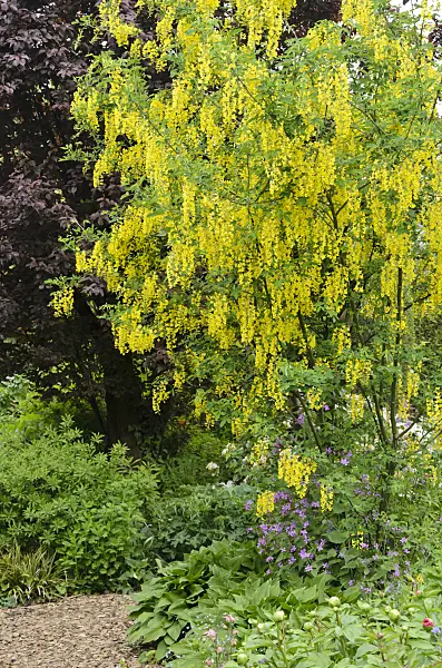 544120 - Common laburnum (Laburnum anagyroides)
