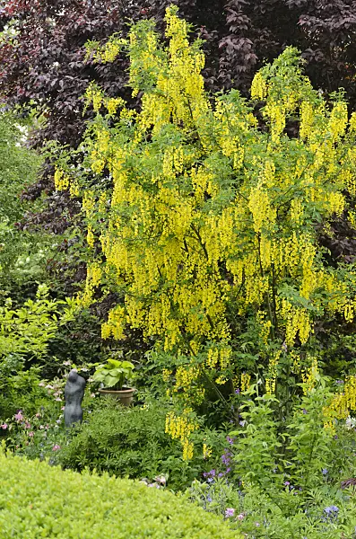 544121 - Common laburnum (Laburnum anagyroides)