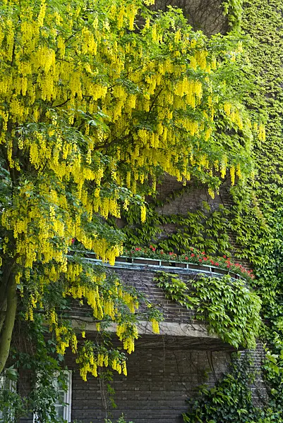 544177 - Common laburnum (Laburnum anagyroides)