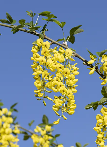 651359 - Common laburnum (Laburnum anagyroides)