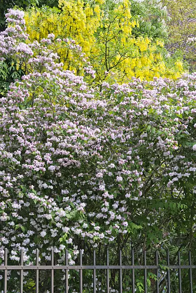 544164 - Common laburnum (Laburnum anagyroides) and beauty bush (Kolkwitzia amabilis)