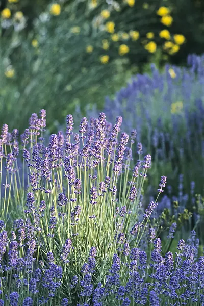 366044 - Common lavender (Lavandula angustifolia)
