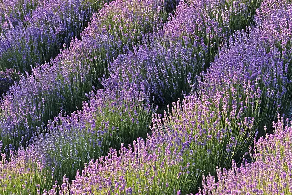 379093 - Common lavender (Lavandula angustifolia)