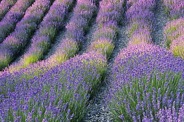 379094 - Common lavender (Lavandula angustifolia)