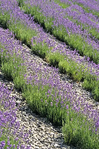 380001 - Common lavender (Lavandula angustifolia)