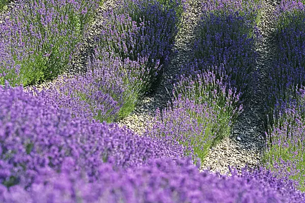 380002 - Common lavender (Lavandula angustifolia)