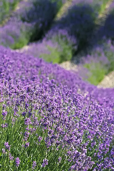 380003 - Common lavender (Lavandula angustifolia)