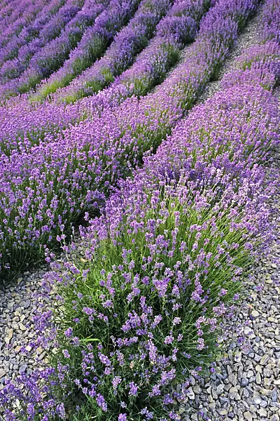 380028 - Common lavender (Lavandula angustifolia)