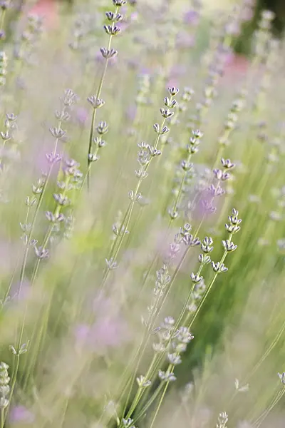 391044 - Common lavender (Lavandula angustifolia)