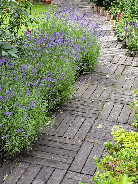 449033 - Common lavender (Lavandula angustifolia)