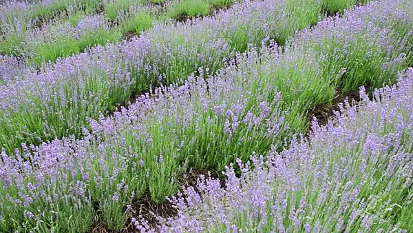 497278 - Common lavender (Lavandula angustifolia)