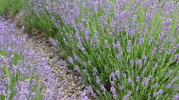 497279 - Common lavender (Lavandula angustifolia)