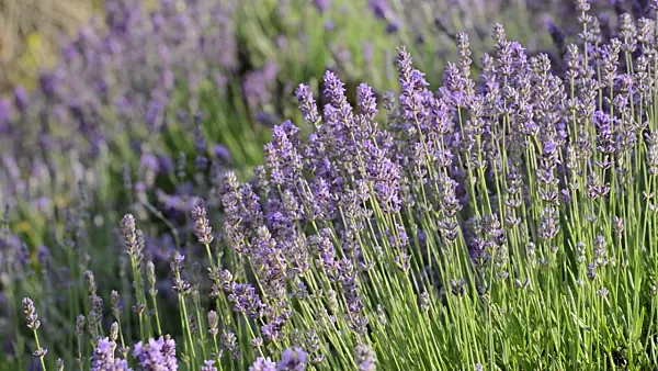 497288 - Common lavender (Lavandula angustifolia)