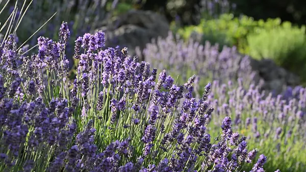 497289 - Common lavender (Lavandula angustifolia)
