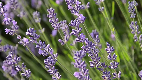 497310 - Common lavender (Lavandula angustifolia)