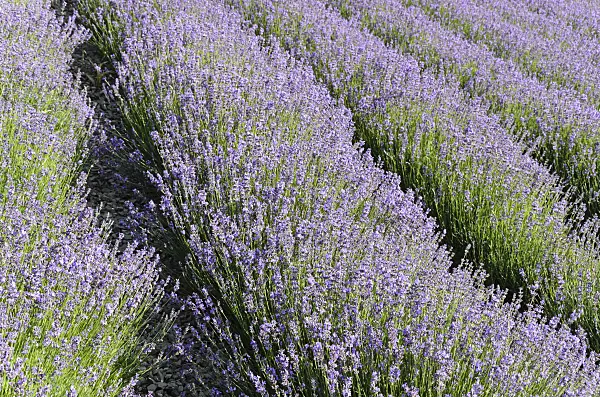 497333 - Common lavender (Lavandula angustifolia)