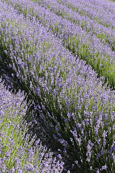 497334 - Common lavender (Lavandula angustifolia)