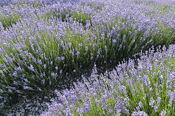 497336 - Common lavender (Lavandula angustifolia)