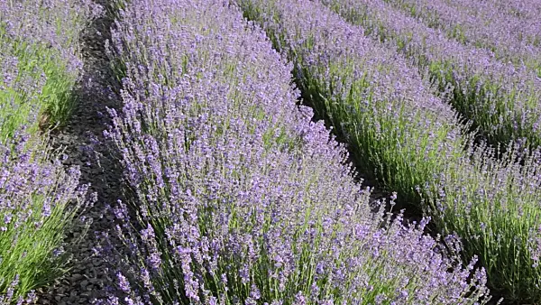 497339 - Common lavender (Lavandula angustifolia)
