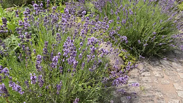 498023 - Common lavender (Lavandula angustifolia)