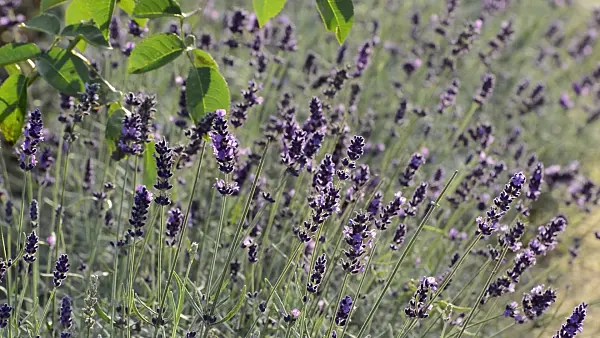 513033 - Common lavender (Lavandula angustifolia)