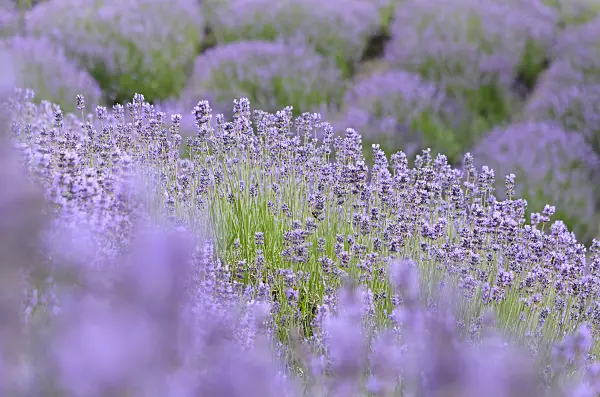 534101 - Common lavender (Lavandula angustifolia)